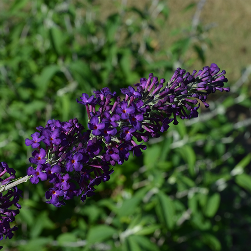 Groovy Grape Butterfly Bush Flower Petal Close Up