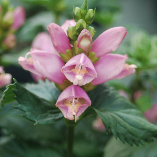 Hot Lips Turtlehead Flower Petal Close Up