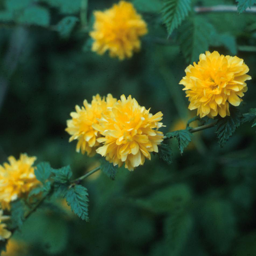 Japanese Kerria Flowering