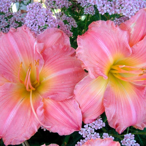 Jolyene Nichole Daylily Flower Petal Close Up