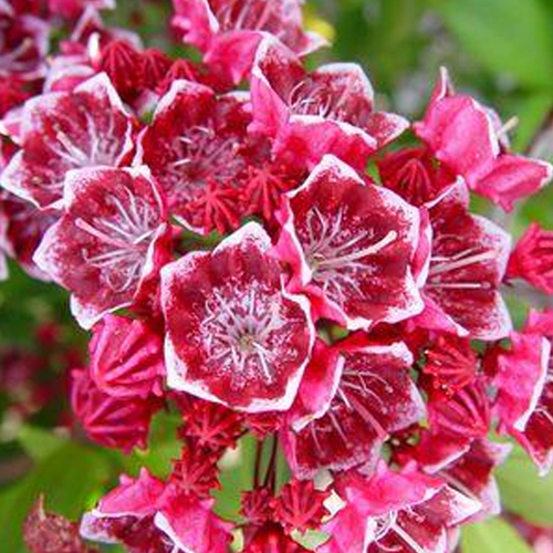 Kaleidoscope Mountain Laurel Foliage Close Up