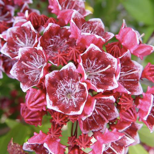 Keepsake Mountain Laurel Flower Close Up