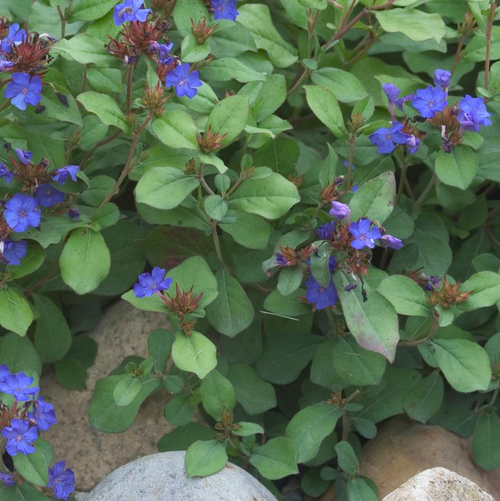 Leadwort Blooming