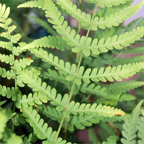 Leather Wood Fern Stem and Foliage Close Up