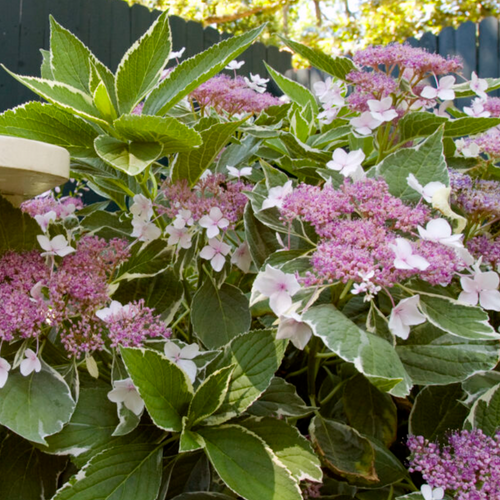 Light O Day Hydrangea With Variegated Leaves