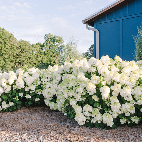 Little Hottie Hydrangea Growing in the Garden
