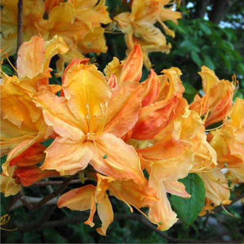 Mandarin Lights Azalea Flower Close Up
