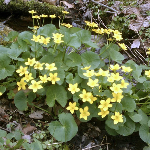 Marsh Marigold Blooming