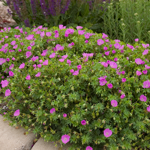 Max Frei Geranium Growing in the Garden