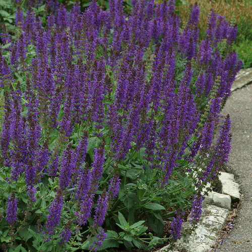 May Night Meadow Sage Growing in the Landscaping