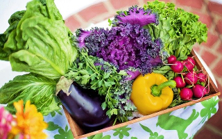 vegetable producing plants