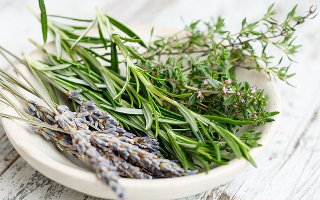 herb plants