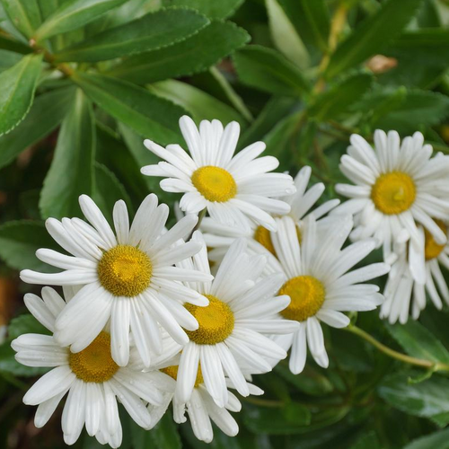 Montauk Daisy Blooms