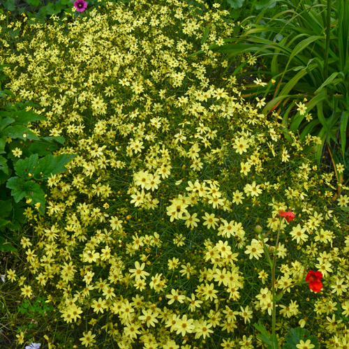 Moonbeam Threadleaf Tickseed Covered in Blooms
