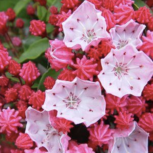 Nathan Hale Mountain Laurel Bloom Flower Close Up