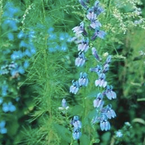Native Blue Cardinal Flower Flowers Growing Close Up