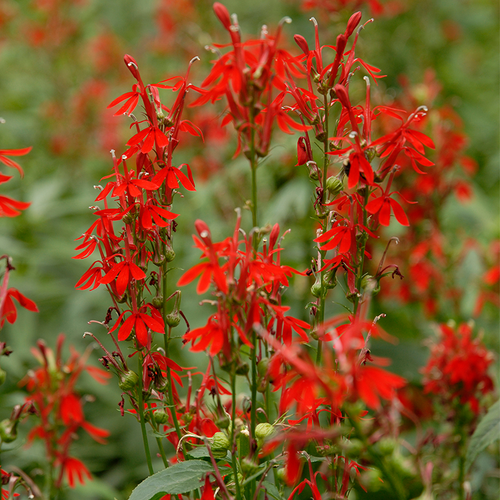 Native Cardinal Flower Stems & Blooms