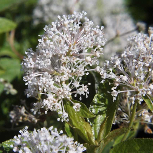 New Jersey Tea Closed Up Flowers