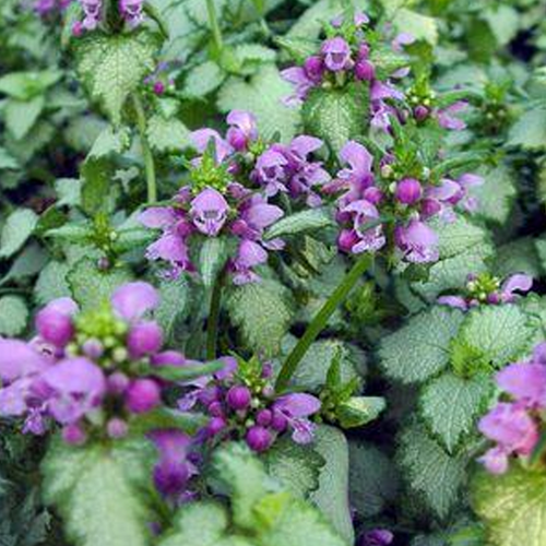 Orchid Frost Lamium Growing