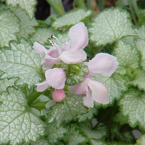 Pink Pewter Spotted Deadnettle Foliage and Blooms Close Up