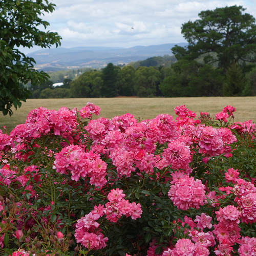 Pink Supreme Flower Carpet Rose Blooming