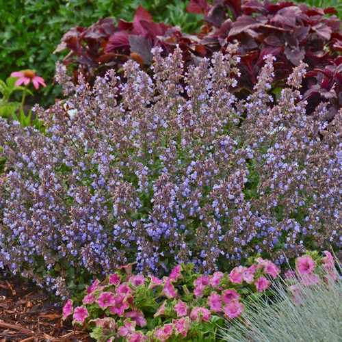 Purrsian Blue Catmint Growing in the Garden