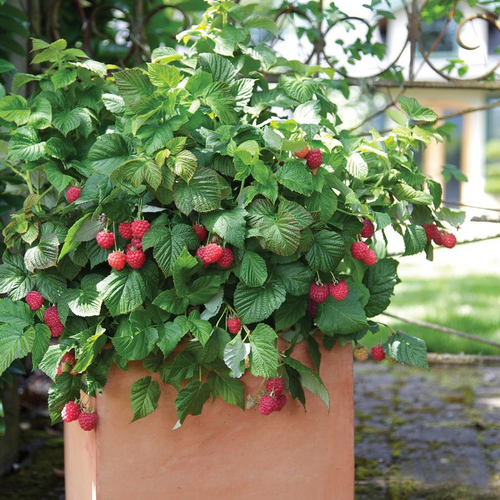 Raspberry Shortcake Raspberry Bush in Patio Planter