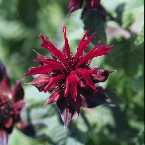 Raspberry Wine Bee Balm Flower Petal Close Up