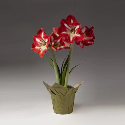 Red and White Single Amaryllis