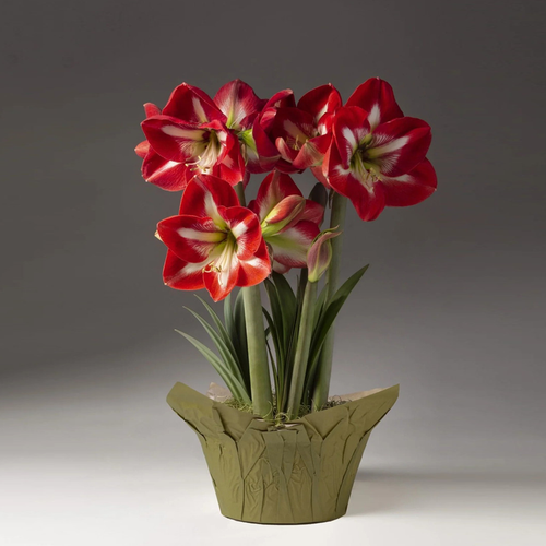 Red and White Trio Amaryllis in vase
