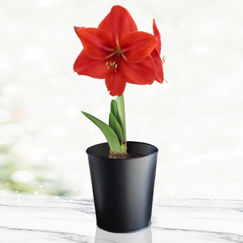 Red Lion Amaryllis Kit black pot