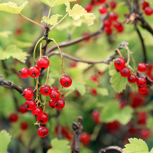 Red Lake Red Currant Fruit Close Up