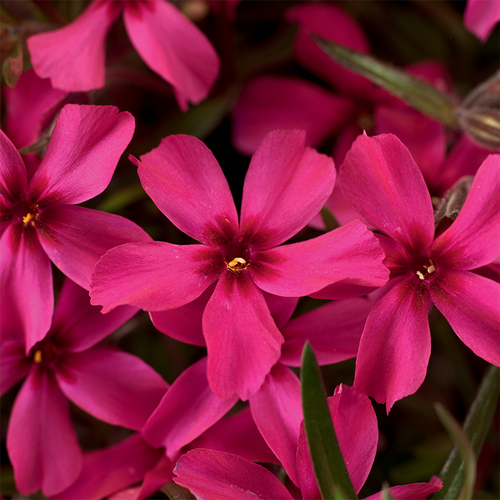 Scarlet Flame Moss Phlox Flower Petal Close Up