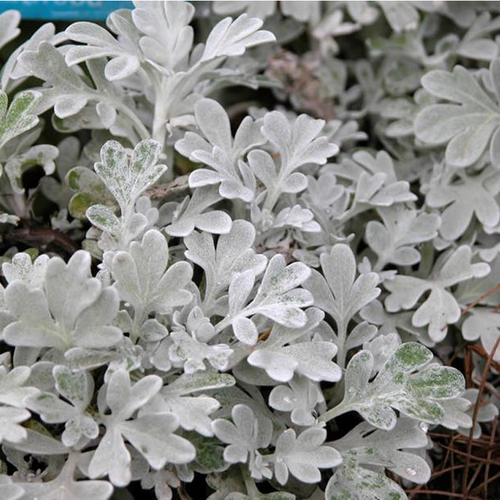 Silver Brocade Artemesia Covered in Foliage