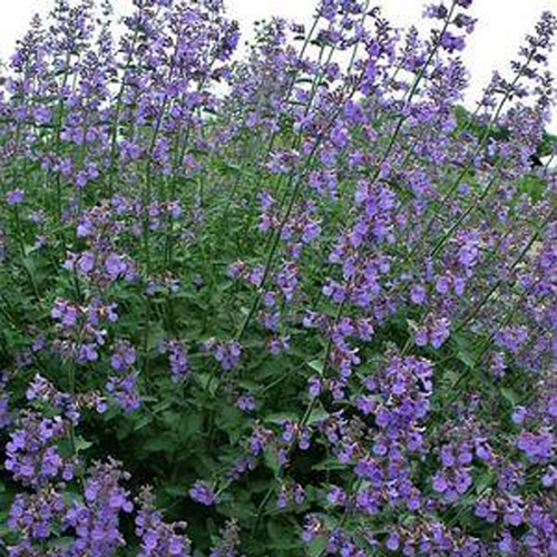 Six Hills Giant Catmint Covered in Blooms