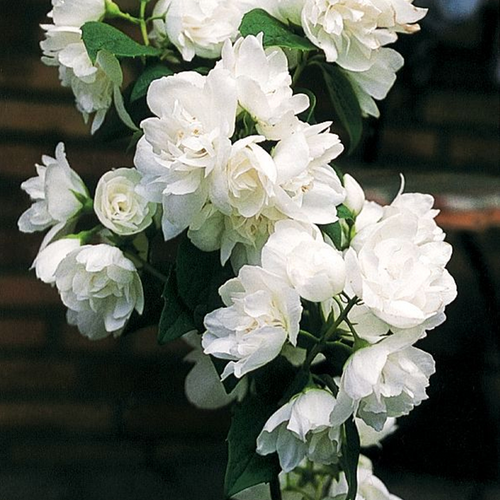 Snow White™ Mockorange Flower Close Up
