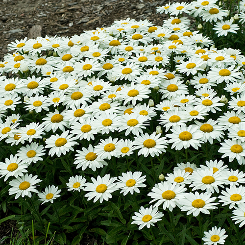 Snowcap Shasta Daisy Growing in the Sunlight