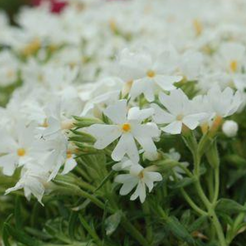 Snowflakes Moss Phlox Flowering
