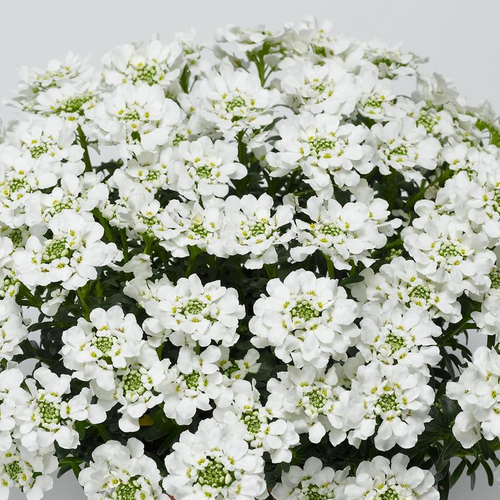 Snowsurfer™ Candytuff Blooming