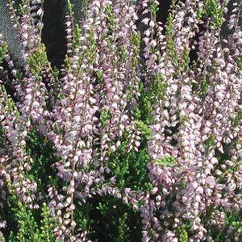 Spring Torch Scotch Heather Foliage Growing