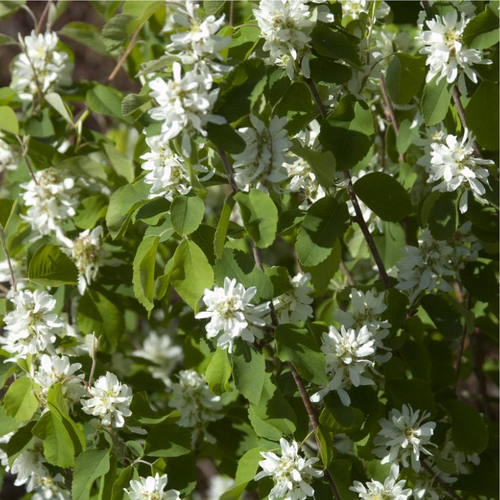 Standing Ovation Serviceberry Leaves and Flowers
