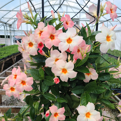 Sun Parasol Giant Peach Sunrise Mandevilla Flowering