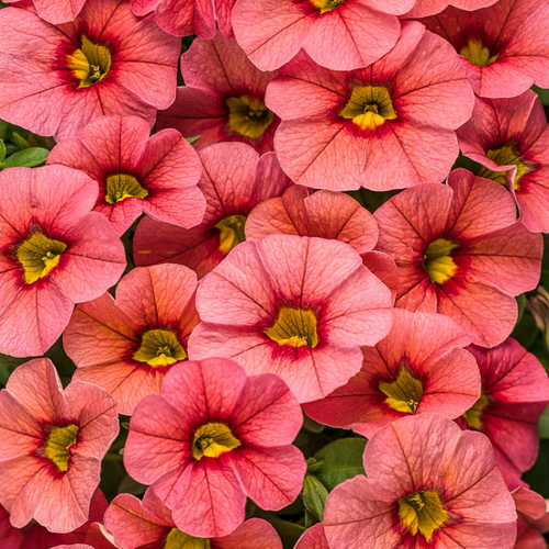 Superbells Coralina Calibrachoa Flowers Close Up