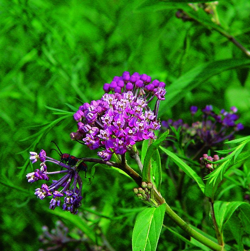 Swamp Milkweed Flower Petal Close Up