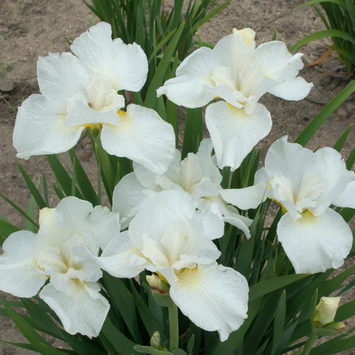 Swans In Flight Siberian Iris Flower Close Up