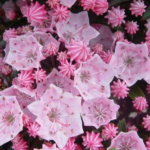 Tinkerbell Mountain Laurel Covered in Flowers