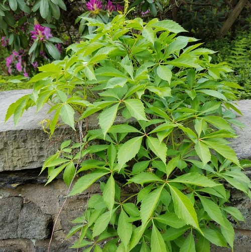 Virginia Creeper Foliage Growing