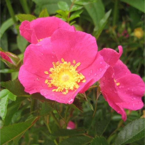 Virginiana Rose Flower Close Up