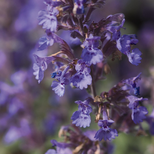 Walkers Low Catmint Flower Petal Close Up