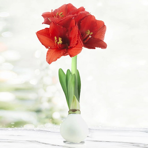 White Waxed Amaryllis Bulb
